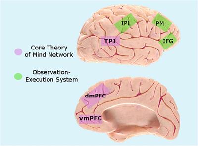 Inter-brain plasticity as a biological mechanism of change in psychotherapy: A review and integrative model